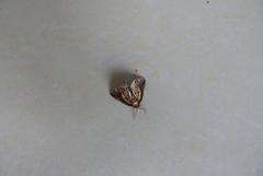Lepidoptera