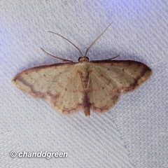 Idaea impexa