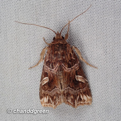 Callopistria exotica