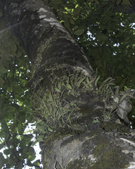 Bulbophyllum tremulum