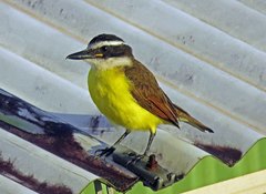 Pitangus sulphuratus