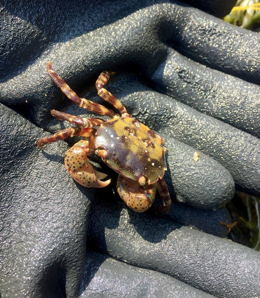 asian-shore-crab-from-yarmouth-county-ns-canada-on-july-20-2017-at