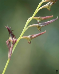 Bulbophyllum tremulum