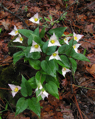 Pseudotrillium rivale