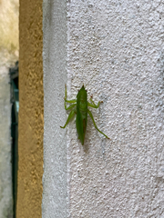 Copiphora brachyptera