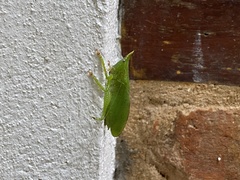 Copiphora brachyptera