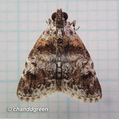 Salma ridiculalis