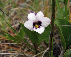 Viola cuneata