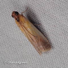 Piesmopoda semilutea