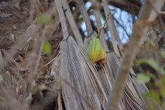 Mormodes