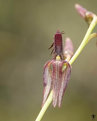 Bulbophyllum tremulum