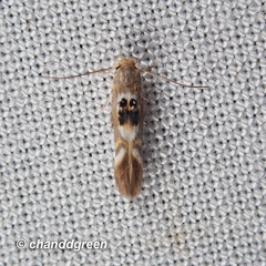 Hieromantis arcuata