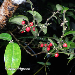 Ilex pubescens