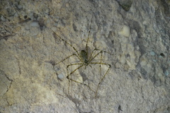 Hypochilus gertschi