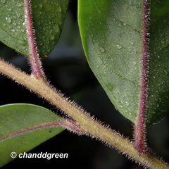Ilex pubescens