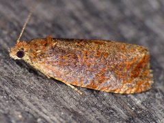 Olethreutes submissanum