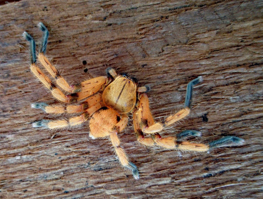 Golden Huntsman Spiders