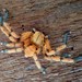 Golden Huntsman Spiders - Photo (c) Kenneth Lorenzen, some rights reserved (CC BY-NC), uploaded by Kenneth Lorenzen