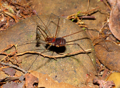 Epedanidae