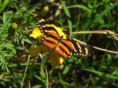 Eresia phillyra phillyra