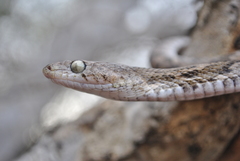 Trimorphodon quadruplex