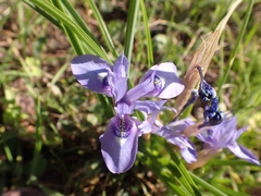 Moraea sisyrinchium