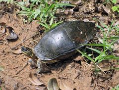 Rhinoclemmys punctularia