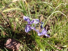 Moraea sisyrinchium