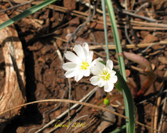Lewisia oppositifolia