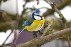Cyanistes caeruleus