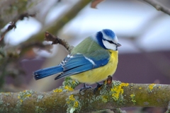 Cyanistes caeruleus