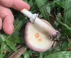 Leucoagaricus lilaceus