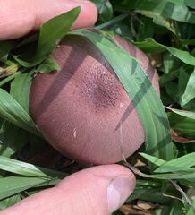 Leucoagaricus lilaceus