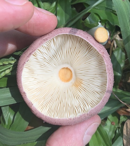 Leucocoprinus lilaceus