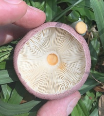 Leucoagaricus lilaceus