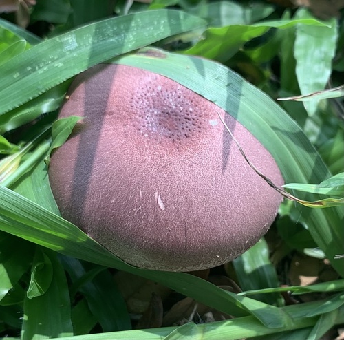 Leucocoprinus lilaceus
