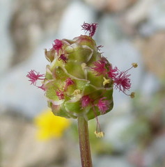 Sanguisorba verrucosa