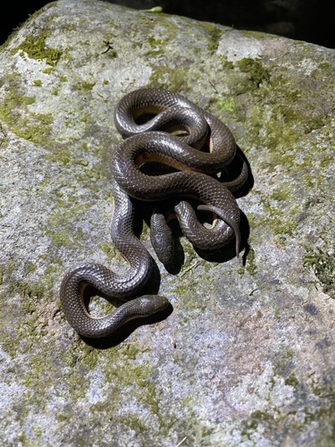 Bicoloured Stream Snake