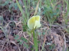 Vicia hybrida