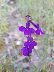 Lobelia sinaloae