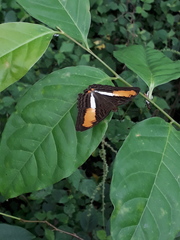 Adelpha plesaure