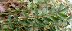 Sanguisorba verrucosa