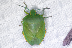 Chinavia marginata