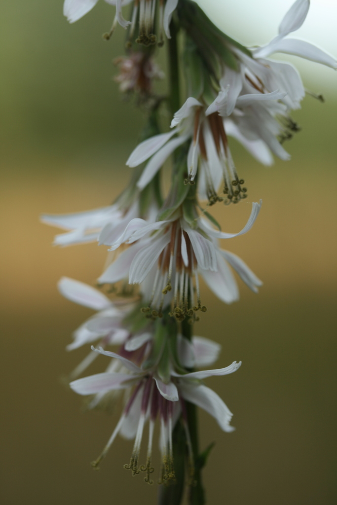 slender rattlesnake root