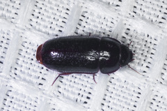 Pseudomorpha