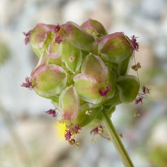 Sanguisorba verrucosa