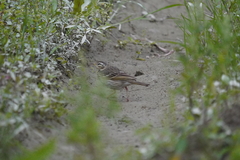 Anthus hodgsoni
