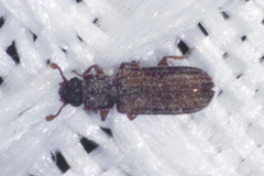 Colydiinae