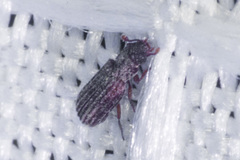 Colydiinae