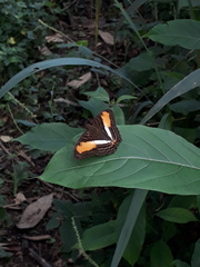 Adelpha plesaure